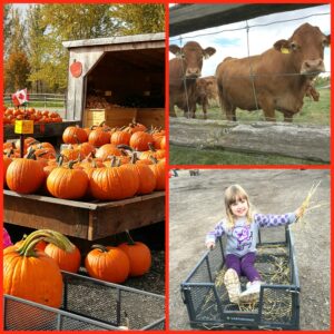 Easy Pumpkin Soup Recipe - One Secret Ingredient